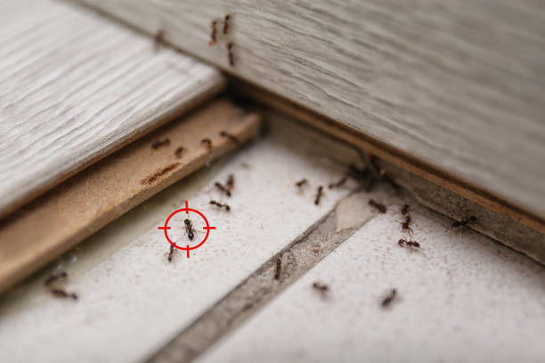 Best Bed Bug Extermination  in Bethel Manor, VA